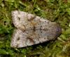 Orthosia incerta